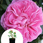 Троянда у контейнері англійська "Mary Rose" (саджанець класу АА+)