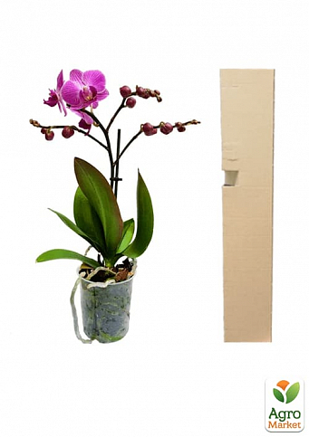 Орхидея Super Mini (Phalaenopsis) "Purple" - фото 2