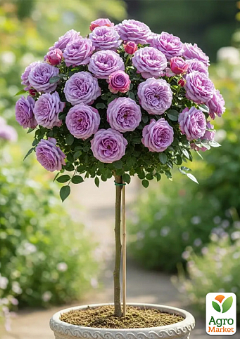 Роза штамбовая "Blue Parfum" (саженец класса АА+) высший сорт