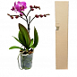 Орхидея Super Mini (Phalaenopsis) "Purple" купить
