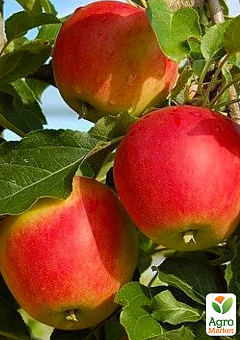 Яблоня "Галмак" (летний, имунный сорт с карамельным ароматом, ранний срок созревания)1