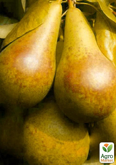 Ексклюзив! Груша сонячного кольору "Медова насолода" (Honey pleasure) (преміальний, високоврожайний, соковитий сорт)11