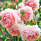 Роза английская "The Alnwick Rose" (саженец класса АА+) высший сорт