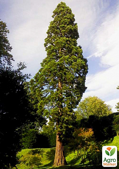 Секвойя вечнозелёная (Sequoia sempervirens) С1,2 высота 30-40 см1