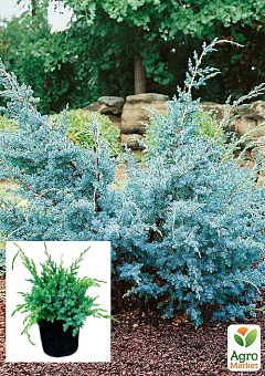 Можжевельник китайский 3-х летний "Blue Alps" С3, высота 30-40 см27