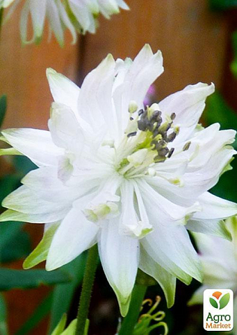 Аквилегия махровая "White Barlow" 1шт в упаковке - фото 5