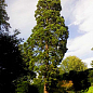 Секвойя вечнозелёная (Sequoia sempervirens) С1,2 высота 30-40 см