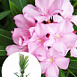 Олеандр духмяний "Nerium oleander Pink" (вічнозелений, ароматний кущ)