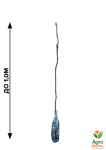 Ексклюзив! Ківі самозапильний коричневий злегка волокнист з м'якоттю смарагдового кольору "Мілфорд" (Milford) (преміальний сорт) - фото 4