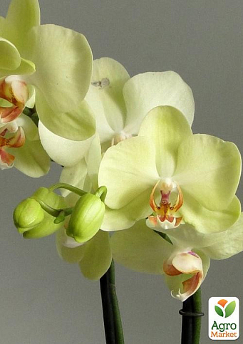 Орхидея Мини (Phalaenopsis) "Lemon" - фото 5