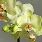 Орхідея Міні (Phalaenopsis) "Lemon"