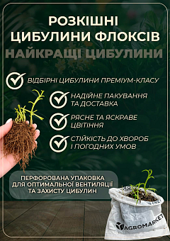 Флокс багаторічний "Natascha"22