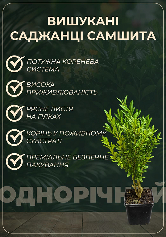 Самшит вічнозелений "Таємнича краса" (Buxus sempervirens) - фото 3