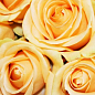 Троянда чайно-гібридна "Піч Аваланж" (дуже ароматна!) (Саджанець класу АА +) вищий сорт