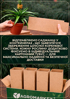 Ананас Красный "Pacifico" (20-40 см) возраст 3 года21