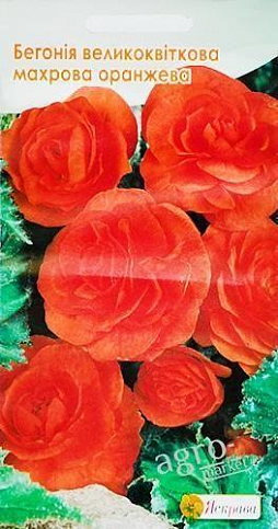 Бегония крупноцветковая махровая оранжевая ТМ "Яскрава" 15шт