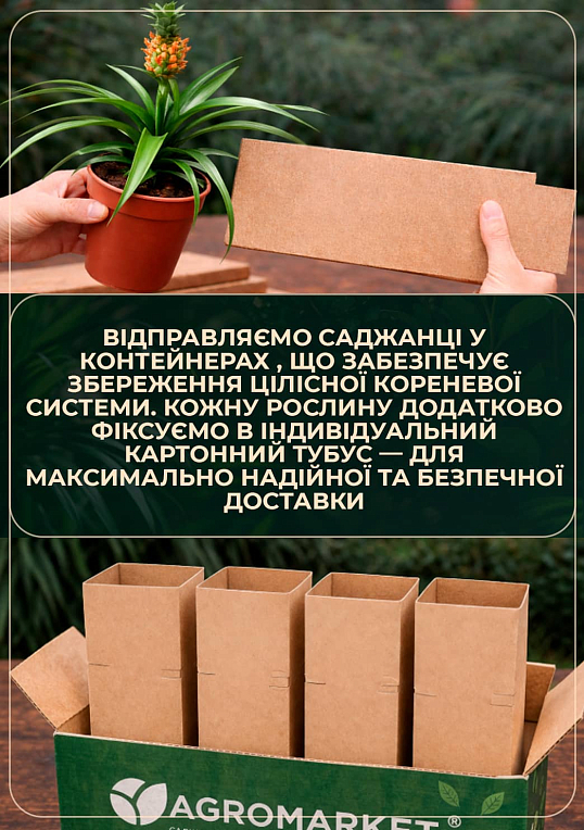 Ананас Красный "Pacifico" (20-40 см) возраст 3 года - фото 3