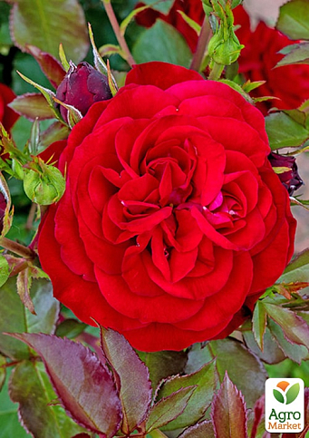 Троянда флорибунда "Мона Ліза" (саджанець класу АА+) вищий сорт