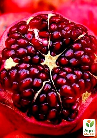 Эксклюзив! Гранат алого темно-красного цвета с блестящим оттенком "Тролль" (Troll) (премиальный, теневыносливый, высокоурожайный, неприхотливый сорт) - фото 2