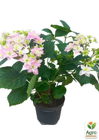 Гортензия цветущая крупнолистная "Доппио Роза" (Hydrangea macrophylla Doppio Rosa) вазон С1,5 - фото 2