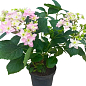 Гортензия цветущая крупнолистная "Доппио Роза" (Hydrangea macrophylla Doppio Rosa) вазон С1,5 купить