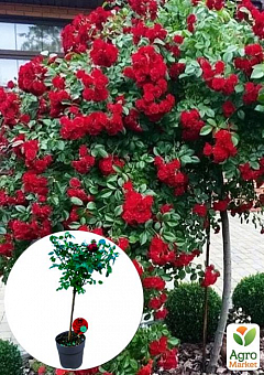 LMTD Роза на штамбе цветущая 3-х летняя "Royal Red" (укорененный саженец в горшке, высота50-80см)1