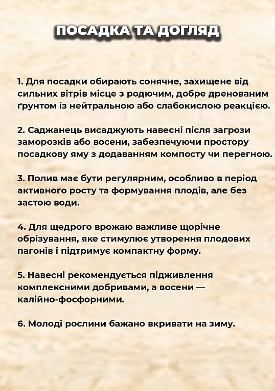 Эксклюзив! Киви "Солиссимо" (Solissimo) (премиальный, самоопыляемый сорт) - фото 2