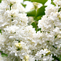 Сирень белая махровая "Мадам Лемуан" купить
