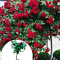 LMTD Троянда на штамбі квітуча 3-х річна "Royal Red" (укорінений саджанець у горщику, висота50-80см)