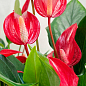 Антуріум (Anthurium) "Lili Red" висота 40-50см