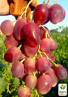 Виноград "Есаул" (середній термін дозрівання, висока транспортабельність)2