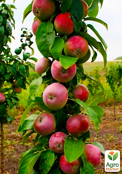 Яблоня колоновидная "Титания" (крупноплодный сорт, средний срок созревания)2
