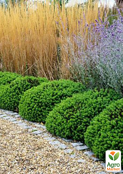 Хебе "Emerald Green" (вічнозелена компактна багаторічна рослина)8
