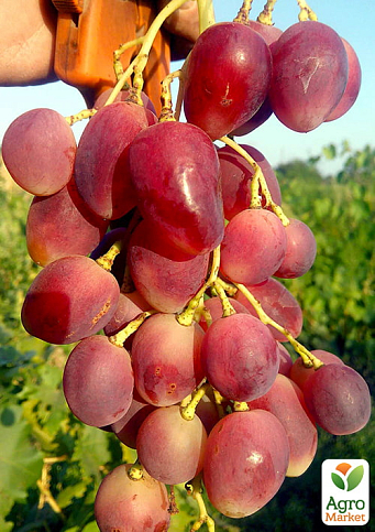 Виноград "Есаул" (середній термін дозрівання, висока транспортабельність)