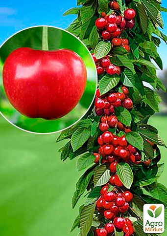 Черешня колоновидная "Ипуть"