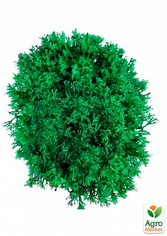Стабілізований мох Ягель "Лайм" 500 г