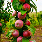 Яблоня колоновидная "Титания" (крупноплодный сорт, средний срок созревания)