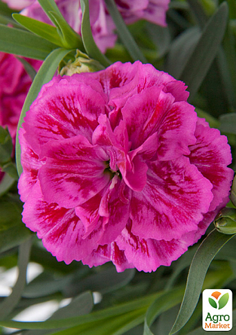 Гвоздика Махрова "Super Trouper Marie" (контейнер № 10, висота 10 см)