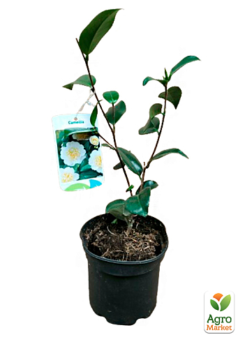 LMTD Камелия японская 2-х летняя "Jury’s Yellow" (высота 45-55см) - фото 5