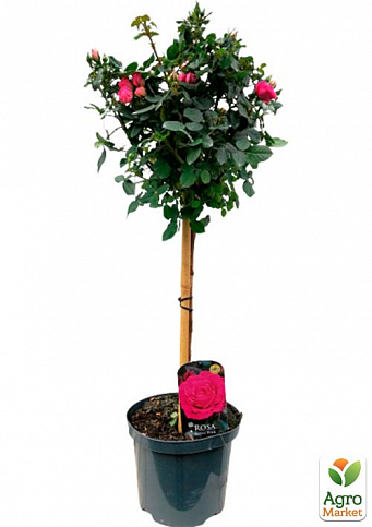 LMTD Троянда на штамбі квітуча 3-х річна "Royal Rosea" (укорінений саджанець у горщику, висота 50-80см) - фото 2