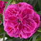 Гвоздика Махрова "Super Trouper Marie" (контейнер № 10, висота 10 см)