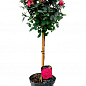 LMTD Роза на штамбе цветущая 3-х летняя "Royal Rosea" (укорененный саженец в горшке, высота 50-80см) купить