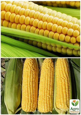 На развес Кукуруза сахарная ТМ "Весна" цена за 40г - фото 4