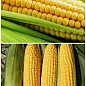 На развес Кукуруза сахарная ТМ "Весна" цена за 40г