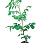 LMTD Орех грецкий привитой "Walnut" высота 90-100см
