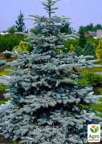 Ель колючая голубая "Santa Fe" (горшок P9)
