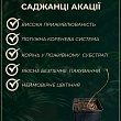 Акація "Робінія біла"
