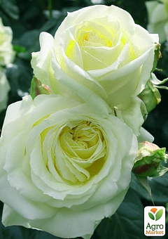 Эксклюзив! Роза плетистая зеленовато-белая "Кэлин" (Calin) (премиальный сорт, с огромными, густомахровыми цветками)2
