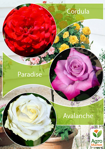Окулянти Троянди на штамбі Триколор «Avalanche + Cordula + Paradise»