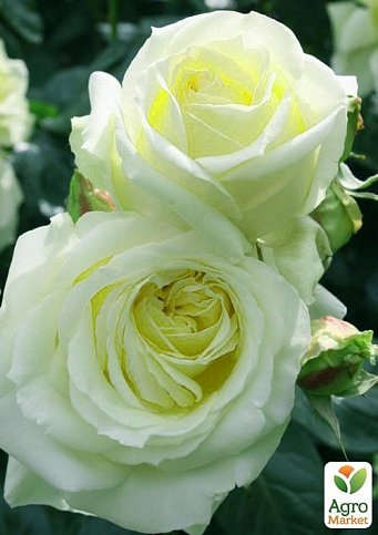 Ексклюзив! Троянда плетиста зеленувато-біла "Келін" (Calin) (преміальний сорт, з величезними, густомахровими квітками)